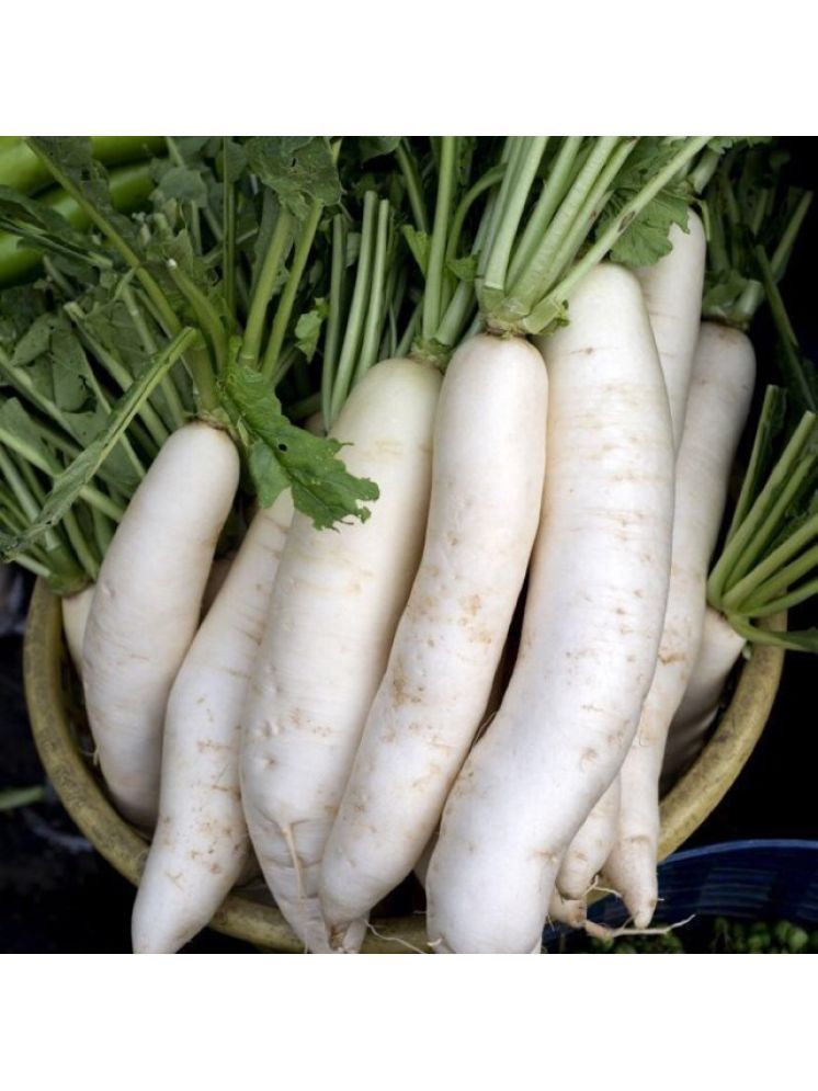     			Jignisha Seeds Hybrid White Radish Vegetable ( 500 Seeds )