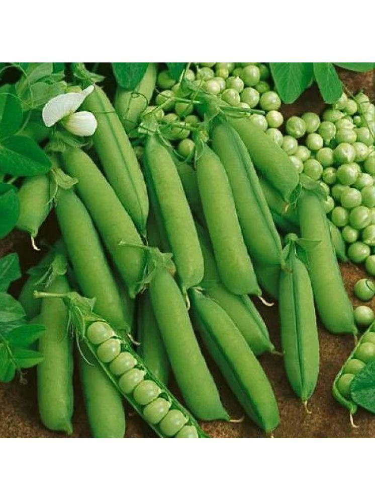     			Jignisha Seeds Organic Green Pea Vegetable ( 30 Seeds )