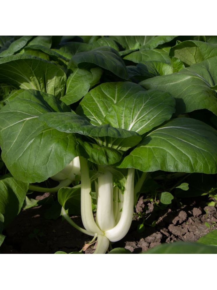     			Jignisha Seeds Organic Pak Choi Vegetable ( 100 Seeds )