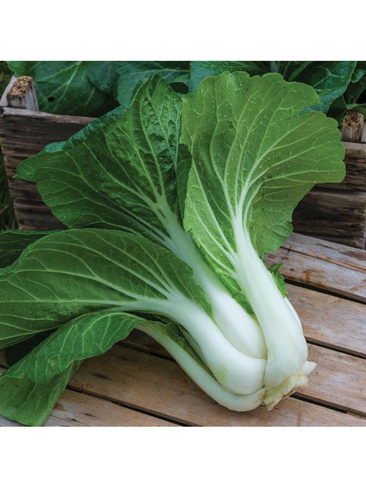     			Jignisha Seeds Organic Pak Choi Vegetable ( 100 Seeds )