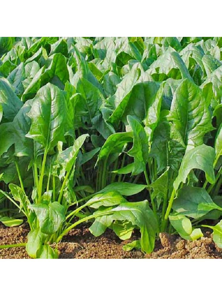     			Jignisha Seeds Organic Spinach Vegetable ( 200 Seeds )