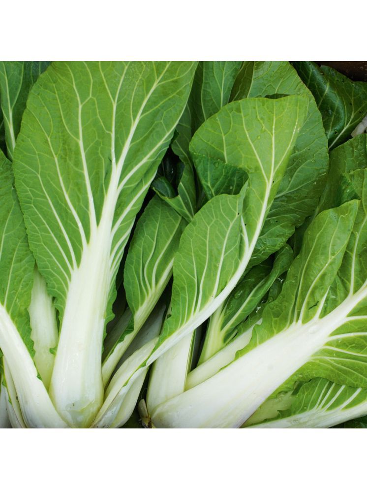     			Jignisha Seeds Pak Choi Vegetable ( 100 Seeds )