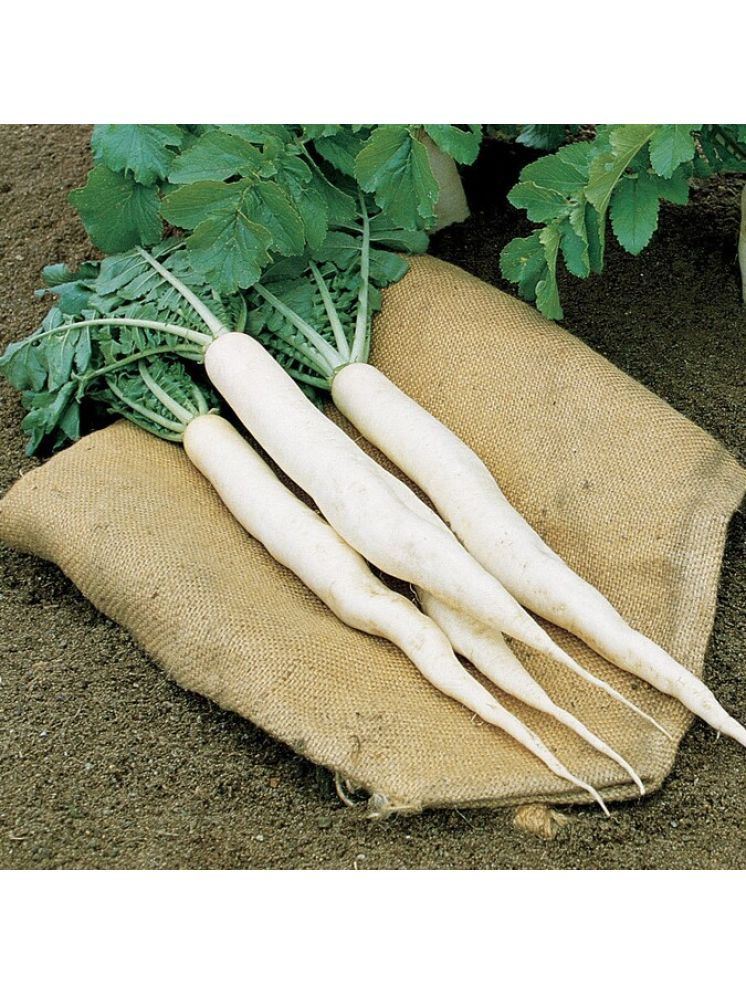     			Jignisha Seeds White Radish Vegetable ( 500 Seeds )