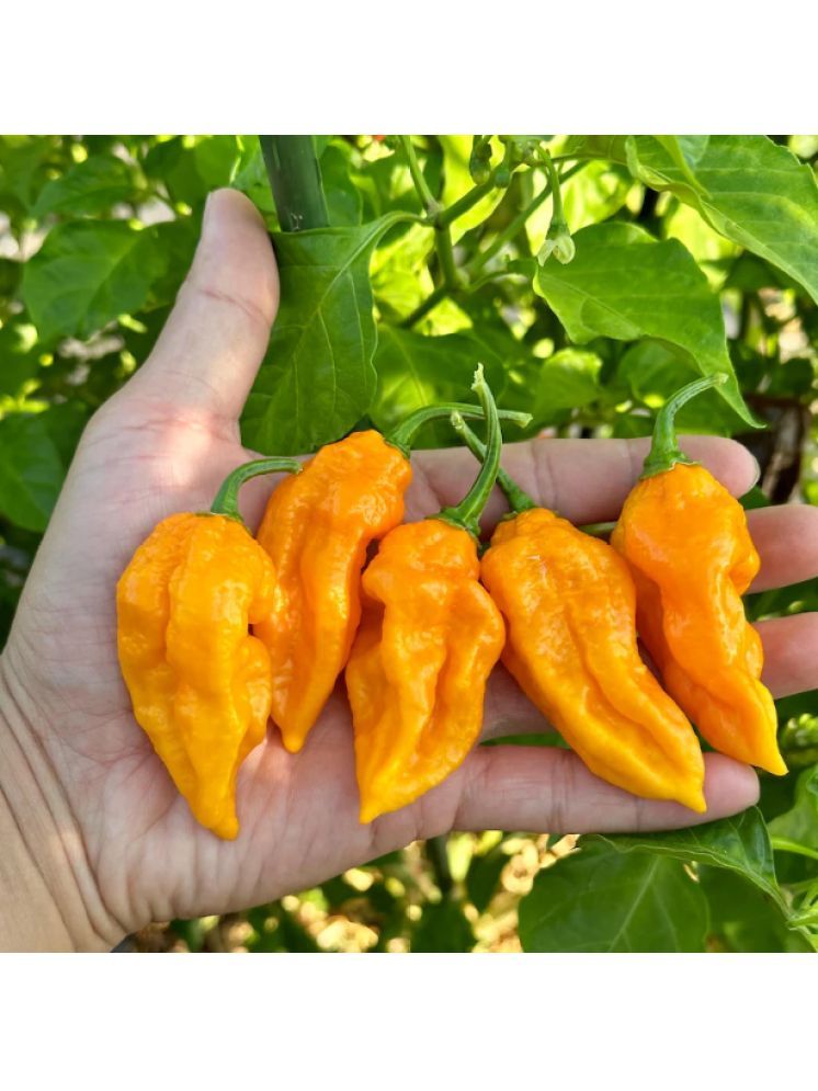     			Jignisha Seeds Hybrid Bhut Jolokia Chilli Vegetable ( 30 Seeds )