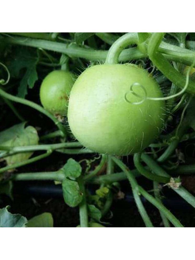     			Jignisha Seeds Hybrid Indian Round Gourd Vegetable ( 50 Seeds )