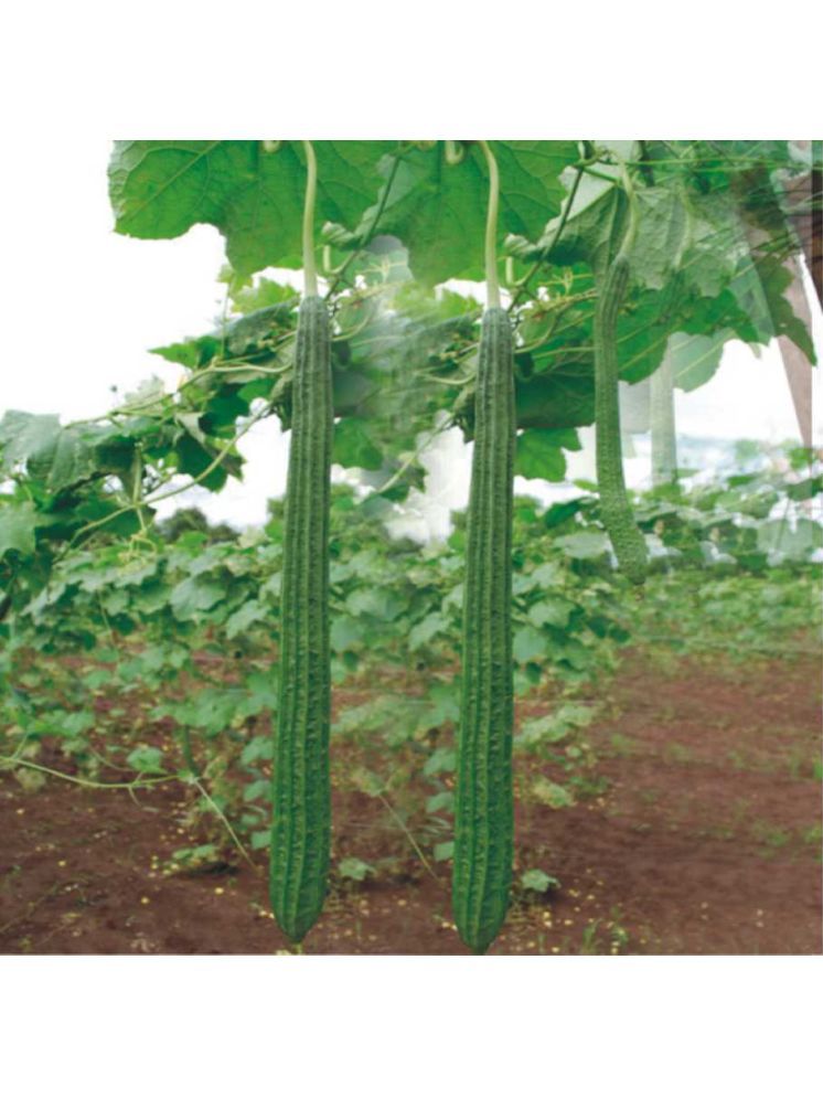     			Jignisha Seeds Hybrid Turai Vegetable ( 30 Seeds )