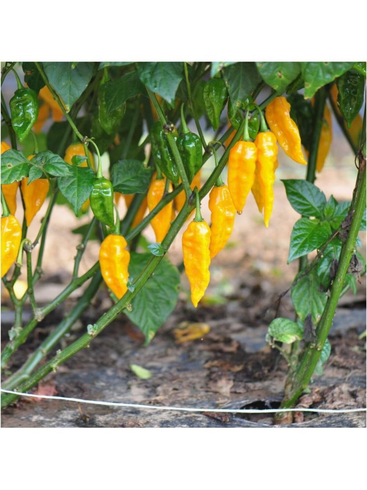     			Jignisha Seeds Hybrid Yellow Ghost Chilli Vegetable ( 30 Seeds )