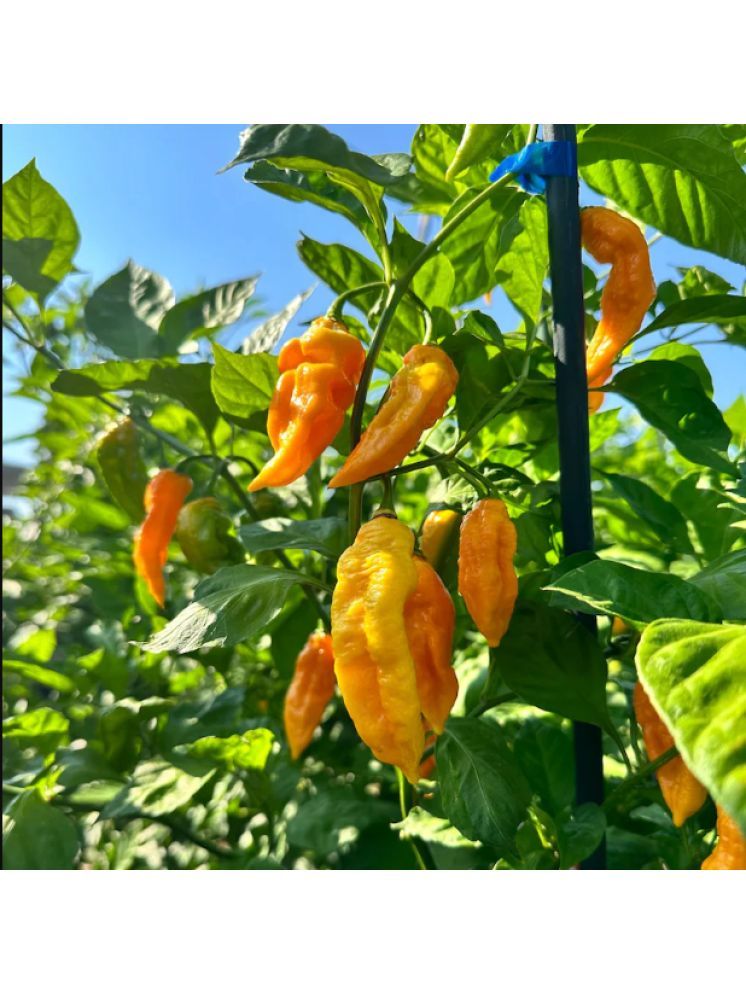     			Jignisha Seeds Organic Bhut Jolokia Chilli Vegetable ( 30 Seeds )