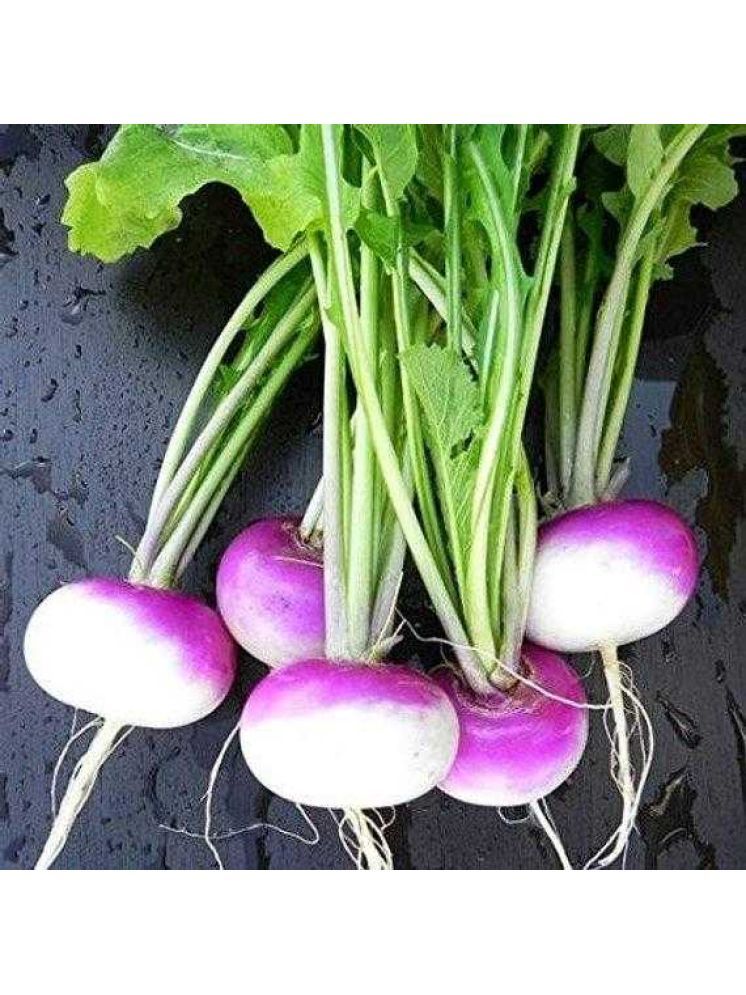     			Jignisha Seeds Organic Turnip Purple Top Vegetable ( 50 Seeds )