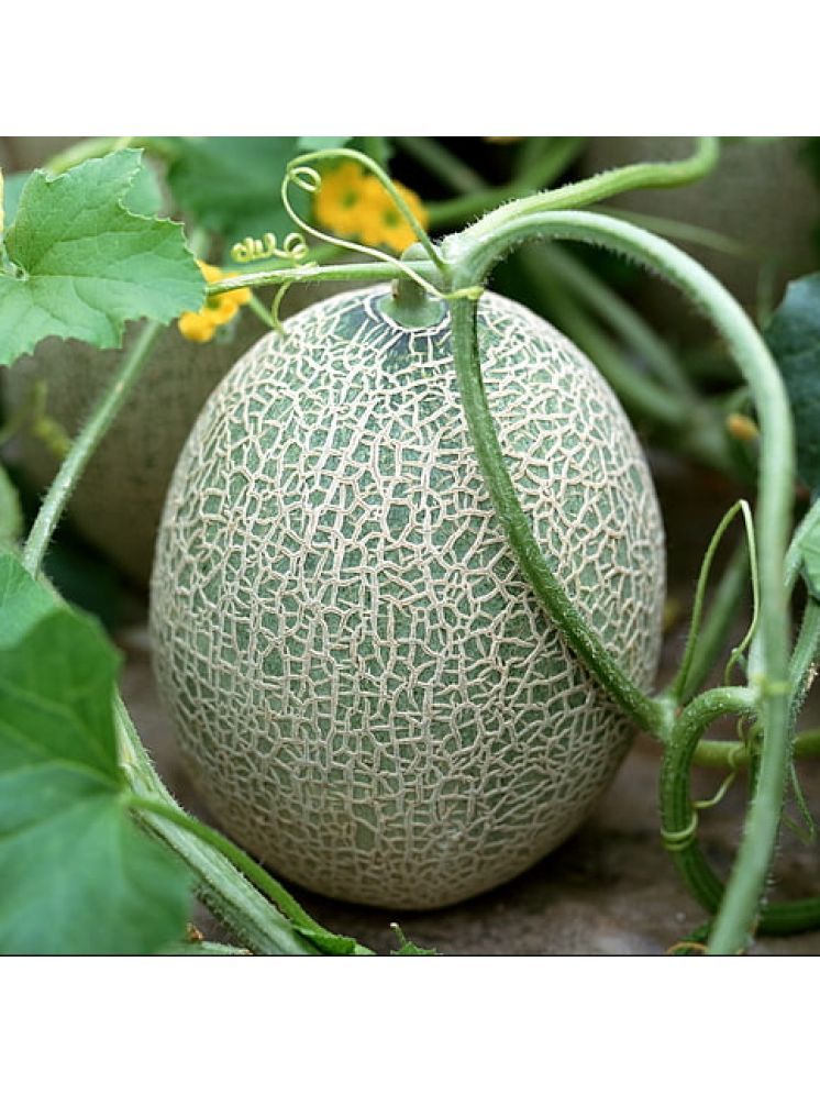     			Jignisha Seeds Hybrid Muskmelon Fruit ( 30 Seeds )