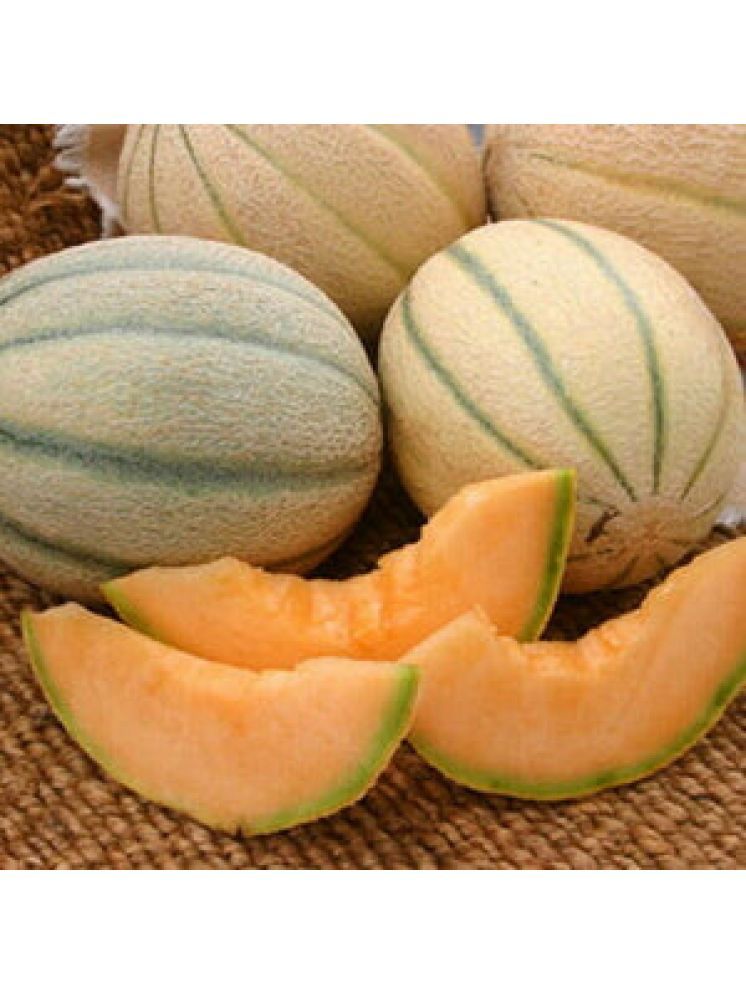     			Jignisha Seeds Hybrid Muskmelon Striped Fruit ( 30 Seeds )