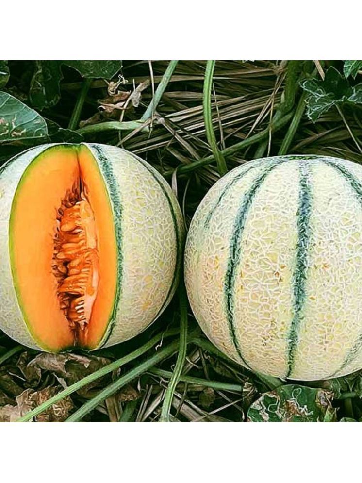     			Jignisha Seeds Hybrid Muskmelon Striped Fruit ( 30 Seeds )