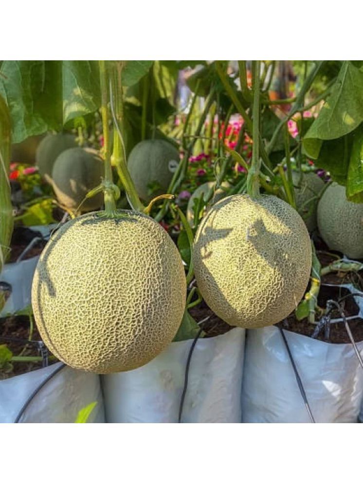     			Jignisha Seeds Muskmelon Fruit ( 30 Seeds )