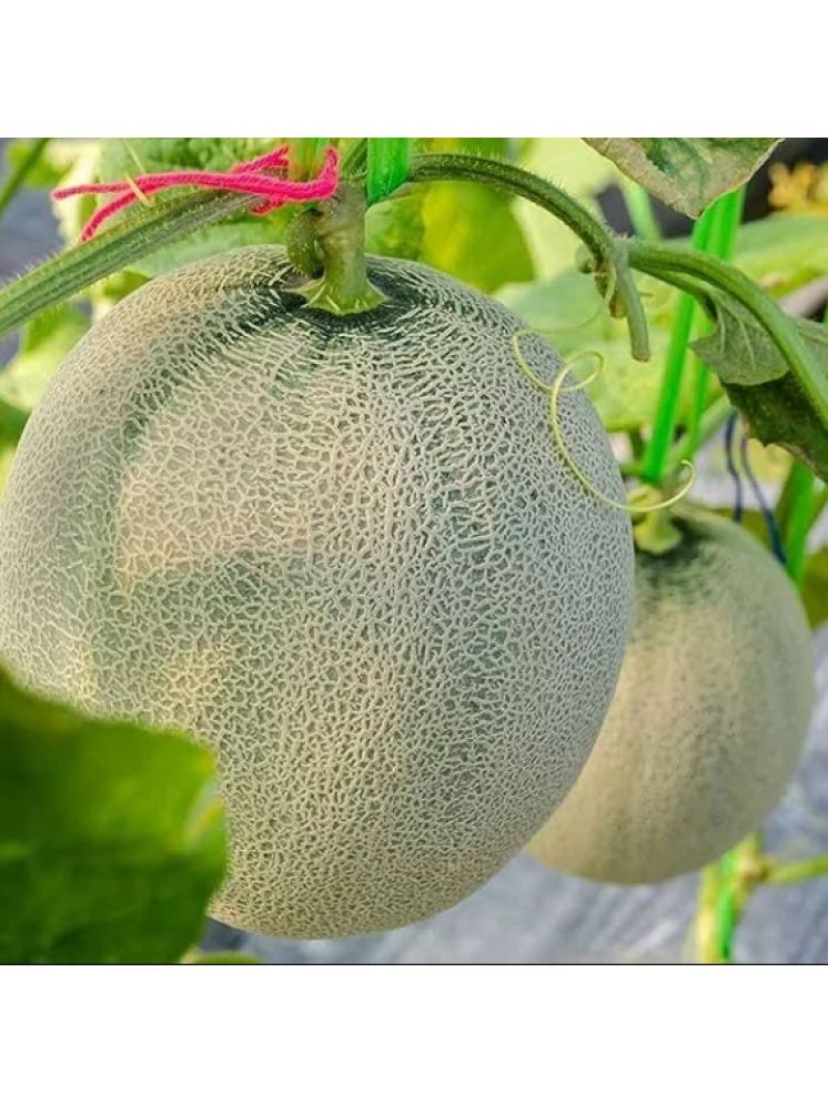     			Jignisha Seeds Organic Muskmelon Fruit ( 30 Seeds )