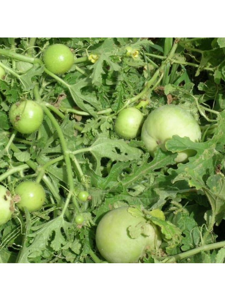     			Jignisha Seeds Organic Apple Gourd Vegetable ( 50 Seeds )