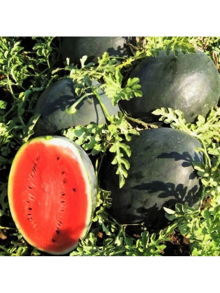     			Jignisha Seeds Black Watermelon Fruit ( 10 Seeds )