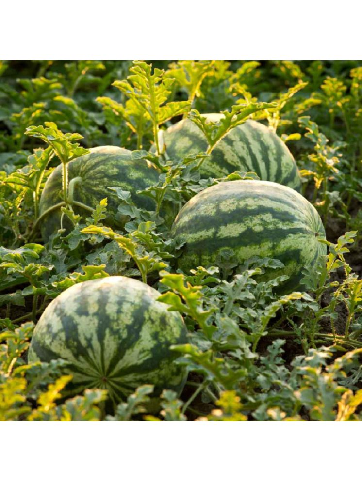     			Jignisha Seeds Green Watermelon Fruit ( 10 Seeds )