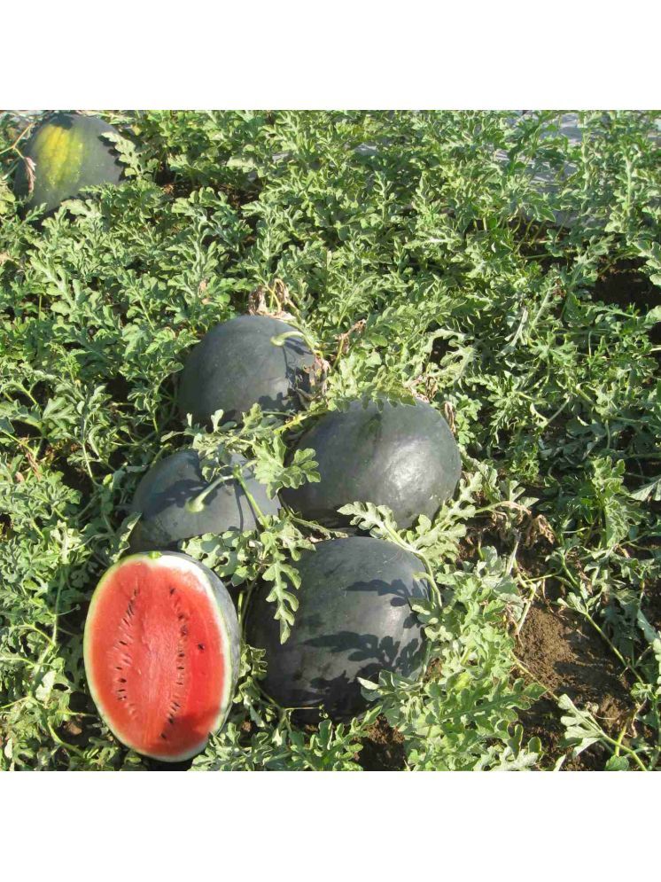     			Jignisha Seeds Hybrid Black Watermelon Fruit ( 10 Seeds )