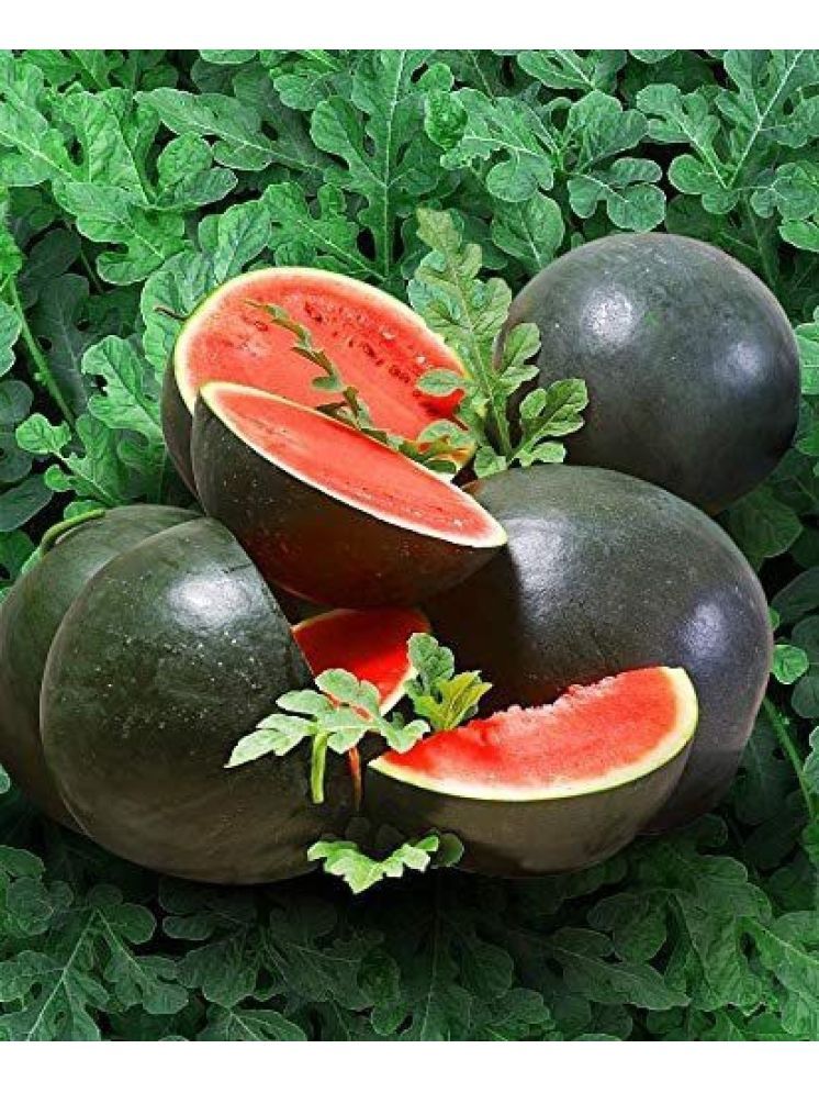     			Jignisha Seeds Hybrid Black Watermelon Fruit ( 10 Seeds )