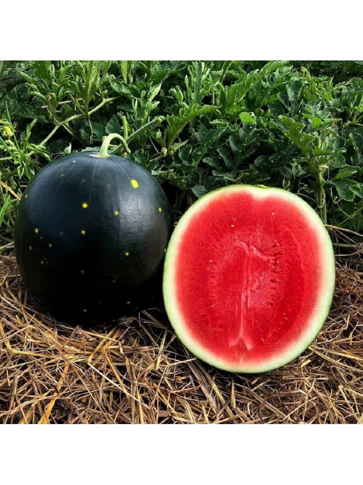     			Jignisha Seeds Hybrid Black Watermelon Fruit ( 10 Seeds )