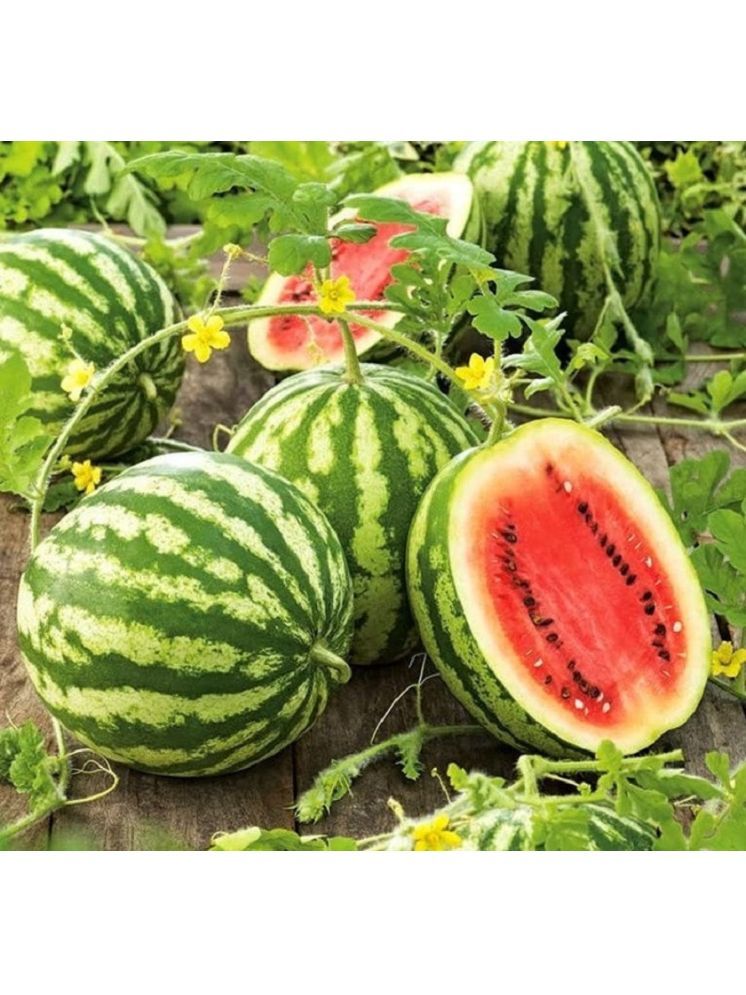     			Jignisha Seeds Hybrid Green Watermelon Fruit ( 10 Seeds )