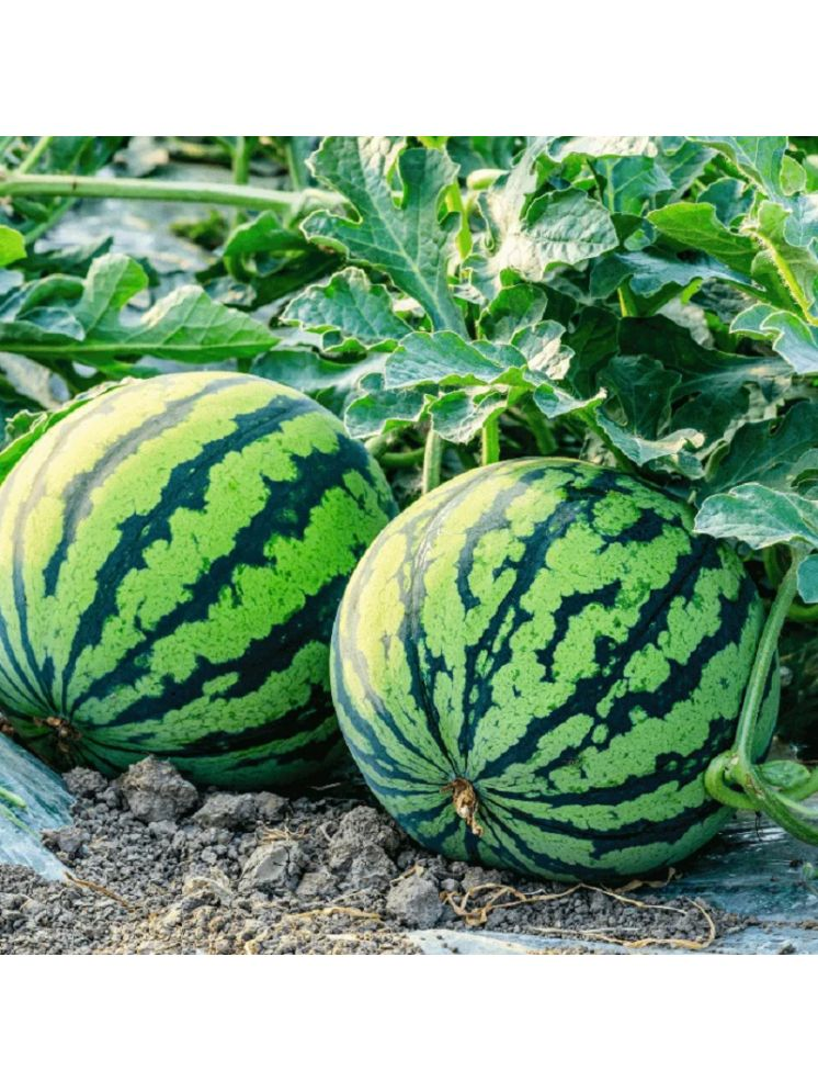     			Jignisha Seeds Hybrid Green Watermelon Fruit ( 10 Seeds )