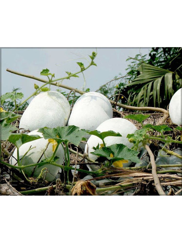     			LiveNature Ash Gourd Vegetable ( 80 Seeds )