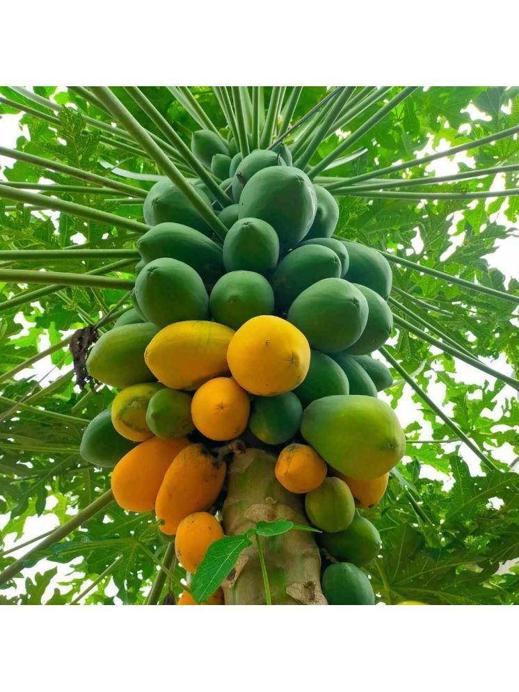     			Jignisha Seeds Hybrid Papita Fruit ( 100 Seeds )