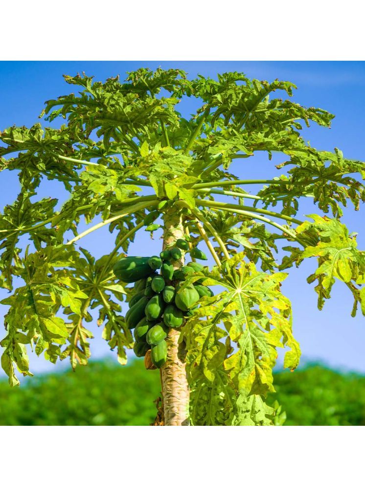     			Jignisha Seeds Organic Papaya (Red Lady) Fruit ( 200 Seeds )