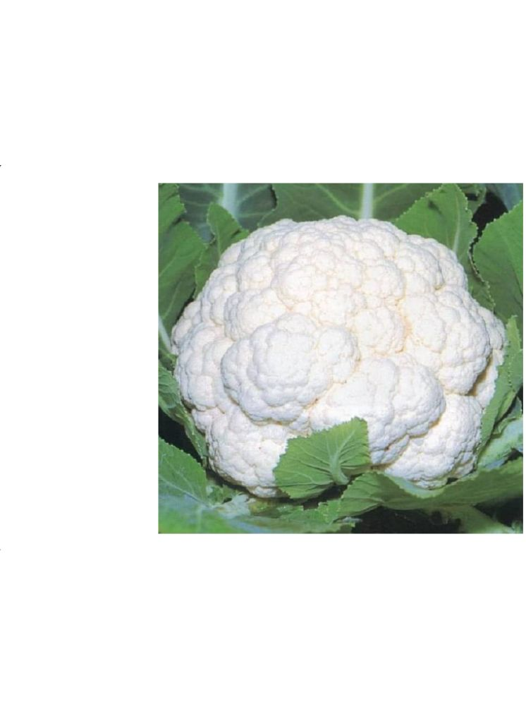     			LiveNature Cauliflower Vegetable ( 100 Seeds )