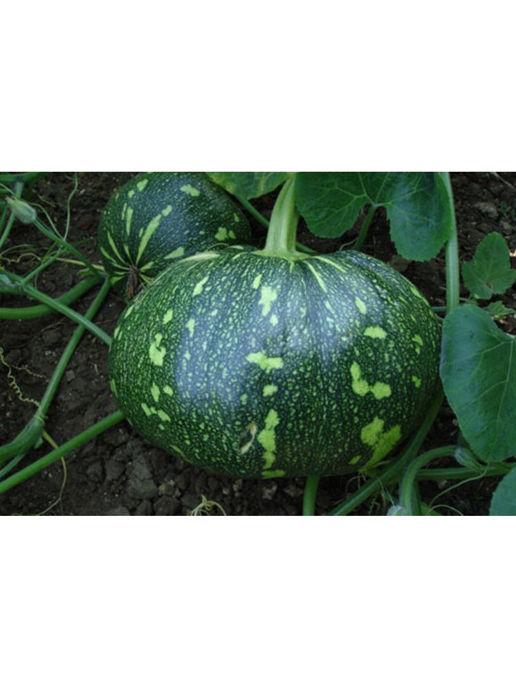     			LiveNature Pumpkin Vegetable ( 50 Seeds )