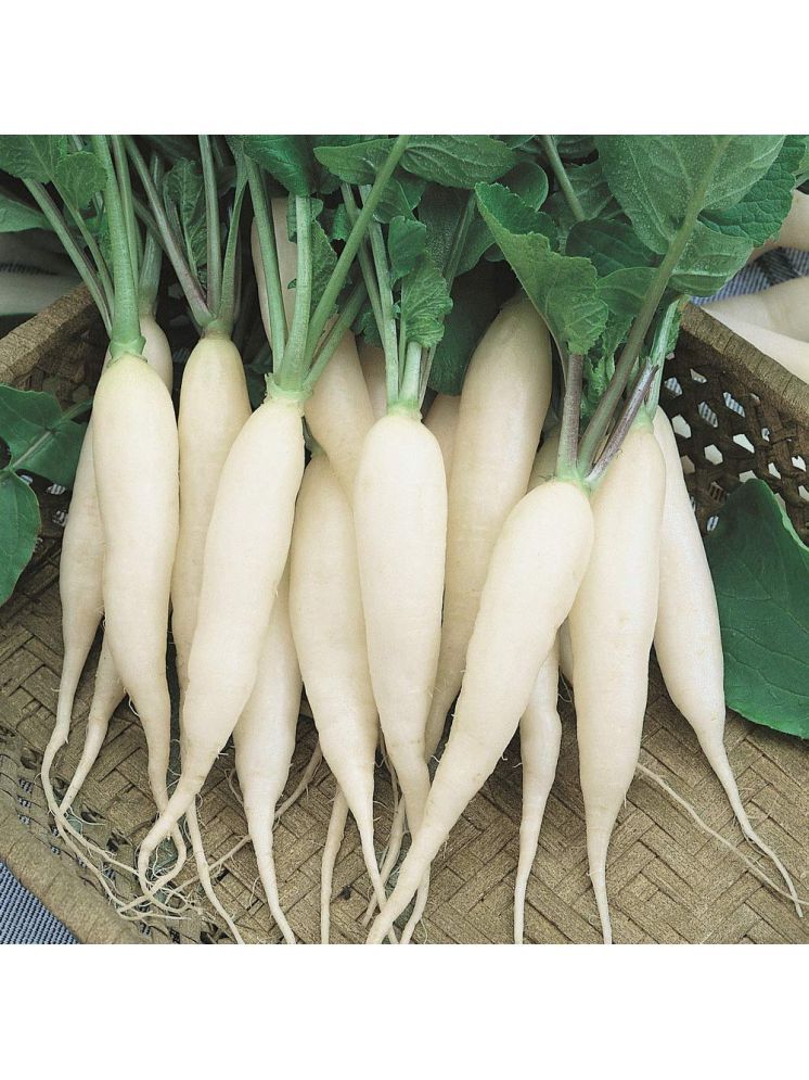     			LiveNature White Radish Vegetable ( 500 Seeds )