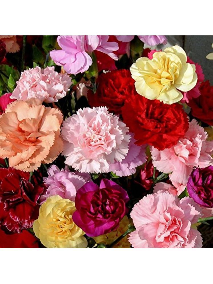     			Jignisha Seeds Carnation Mixed Flower ( 30 Seeds )