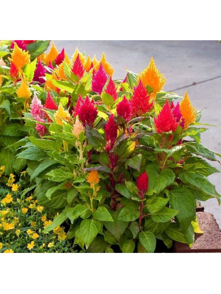     			Jignisha Seeds Celosia Mixed Flower ( 30 Seeds )