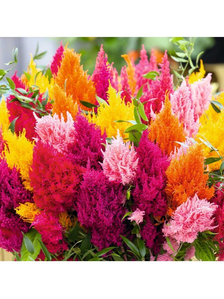     			Jignisha Seeds Celosia Mixed Flower ( 30 Seeds )