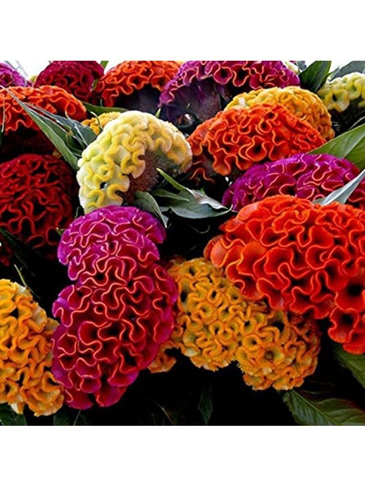     			Jignisha Seeds Cockcomb Mix Flower ( 30 Seeds )