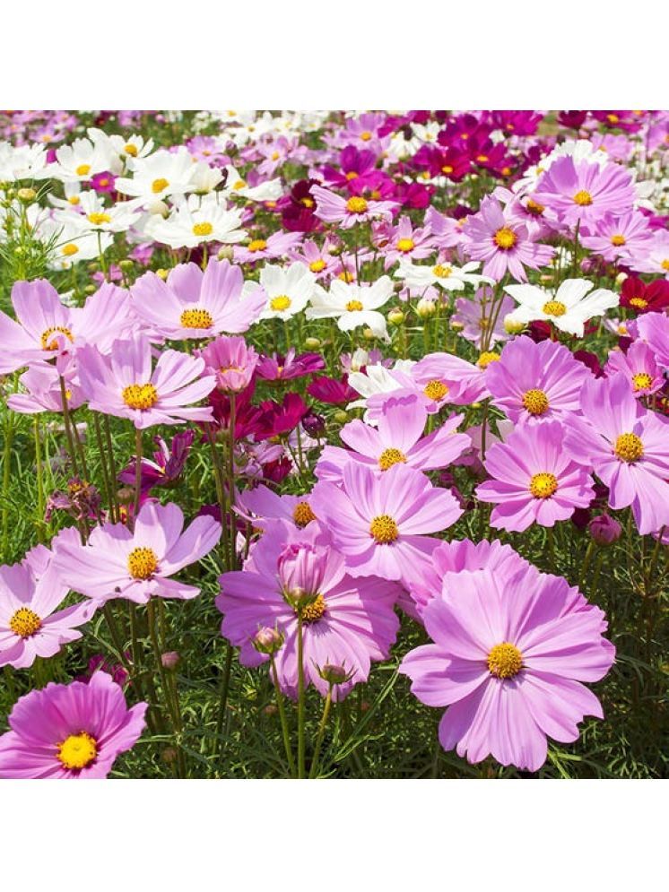     			Jignisha Seeds Cosmos Flower ( 30 Seeds )