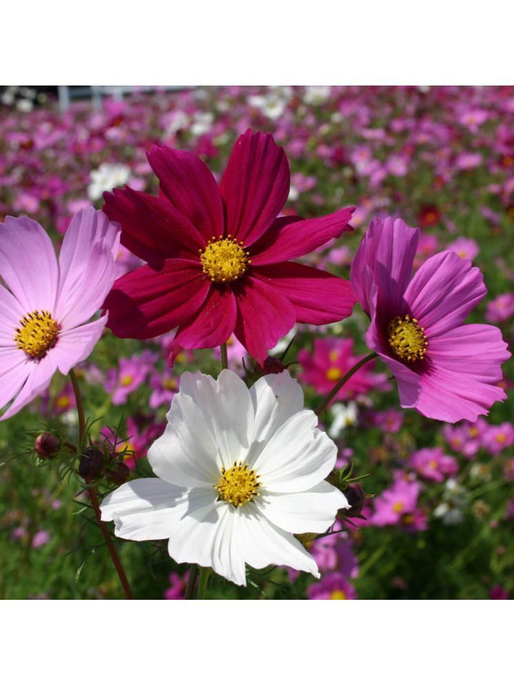     			Jignisha Seeds Cosmos Flower ( 30 Seeds )