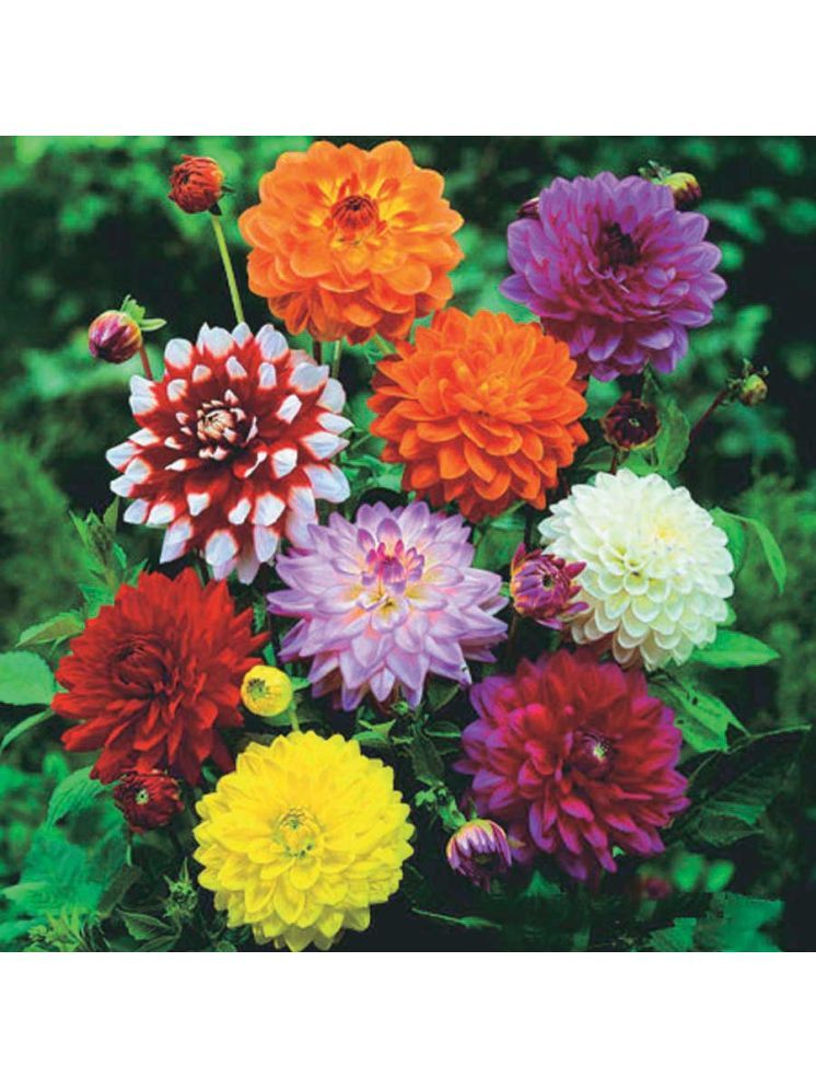     			Jignisha Seeds Dahlia Flower ( 30 Seeds )