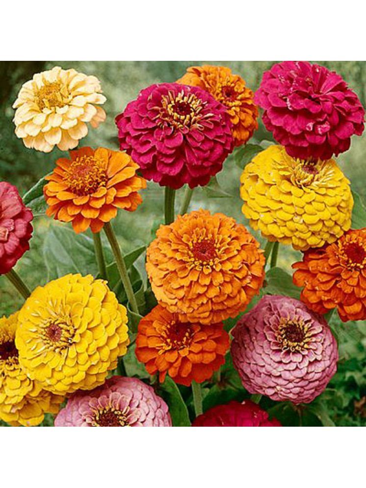     			Jignisha Seeds Dahlia Flower ( 20 Seeds )