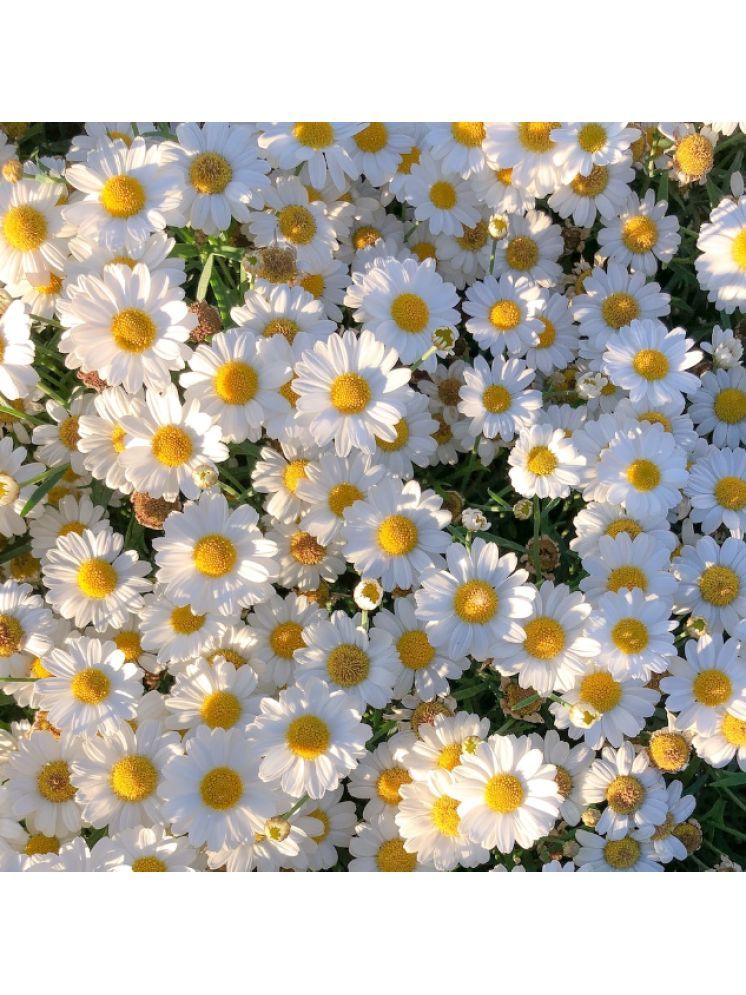     			Jignisha Seeds Daisy Flower ( 30 Seeds )