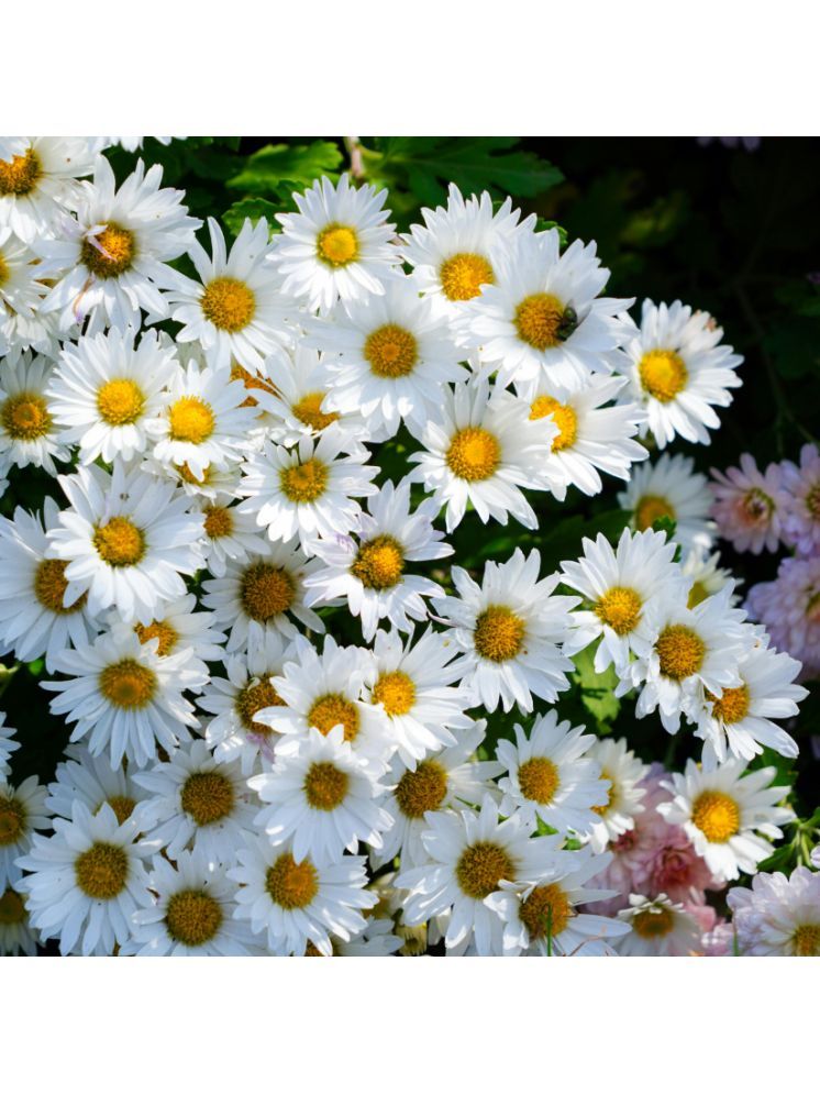     			Jignisha Seeds Daisy White Flower ( 30 Seeds )