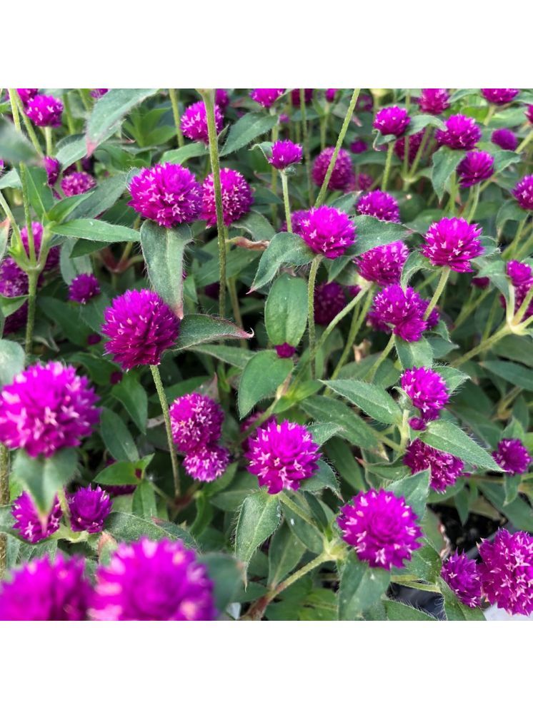     			Jignisha Seeds Gomphrena Purple Flower ( 30 Seeds )