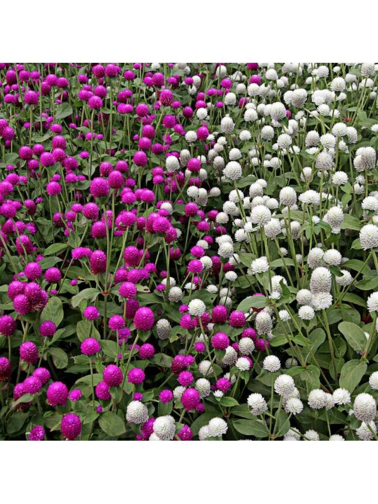     			Jignisha Seeds Gomphrena Purple Flower ( 30 Seeds )