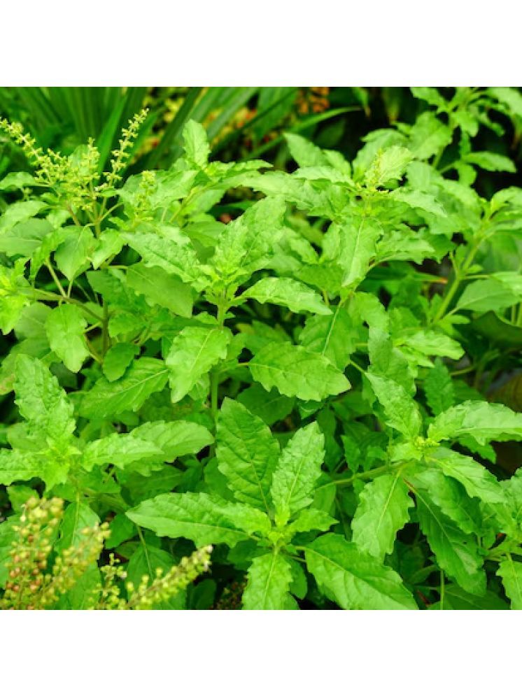     			Jignisha Seeds Organic Tulsi (Holy Basil) Herb ( 100 Seeds )