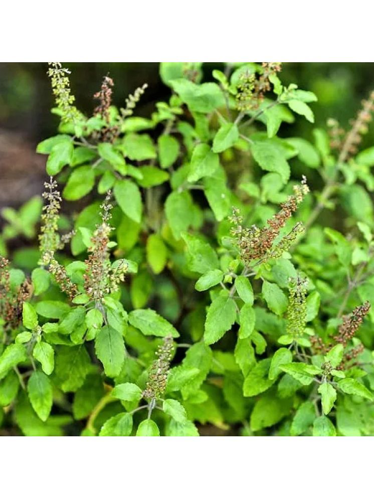     			Jignisha Seeds Organic Tulsi (Holy Basil) Herb ( 100 Seeds )