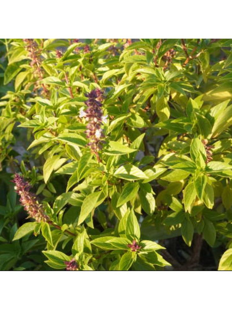     			Jignisha Seeds Organic Tulsi (Holy Basil) Herb ( 100 Seeds )