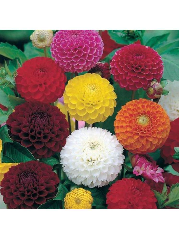     			LiveNature Dahlia Flower ( 100 Seeds )