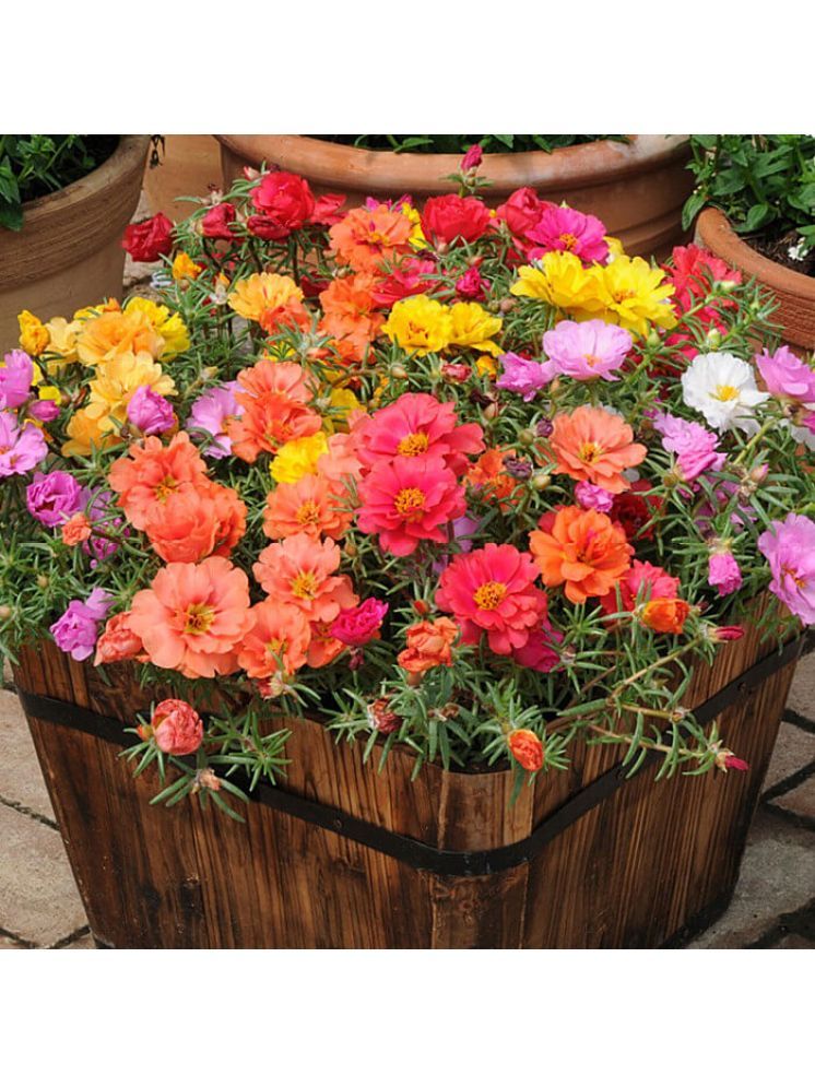     			LiveNature Portulaca Mixed Flower ( 100 Seeds )