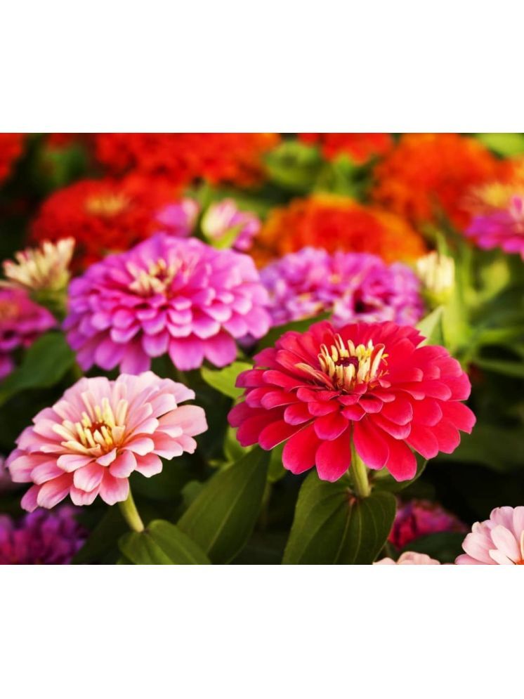     			LiveNature Zinnia Mixed Flower ( 100 Seeds )